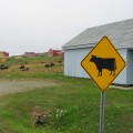 WD.30 Cattle Crossing Sign | Quality JKR Signboard Malaysia | Welldone