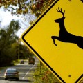 WD.41 Wildlife Crossing Sign | Quality JKR Signboard MY | Welldone