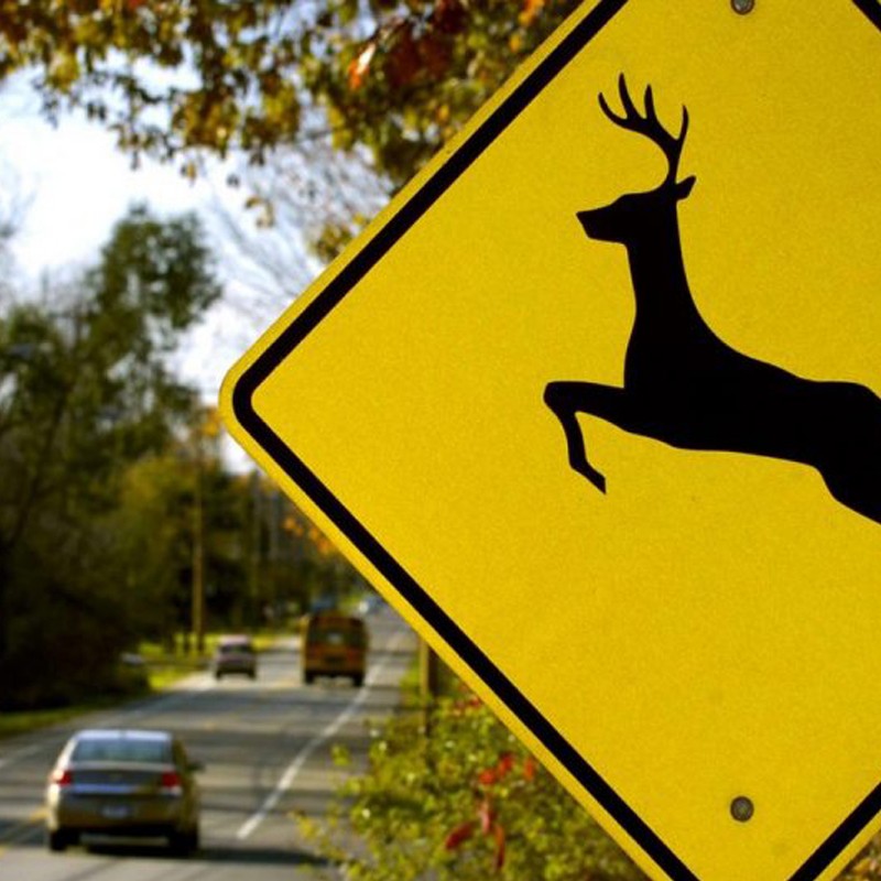 WD.41 Wildlife Crossing Sign | Quality JKR Signboard MY | Welldone